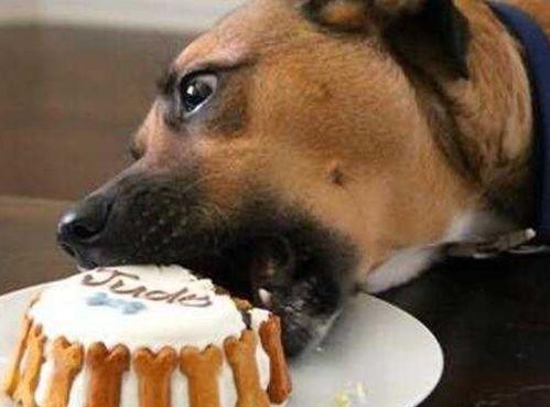 狗狗们吃茄瓜吗会死吗视频,狗狗食用茄瓜的真相与风险