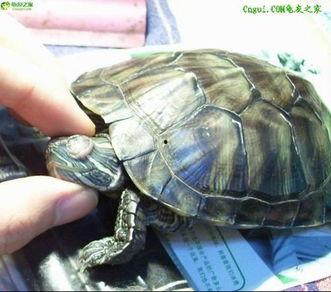 巴西龟吃瓜视频大全,瓜果盛宴视频大全回顾