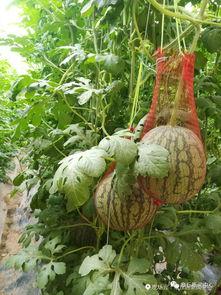 安岳融媒吃瓜事件视频