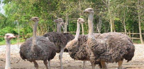 驼鸟瓜怎么吃最好吃呢视频,视频教你如何烹饪最佳口感