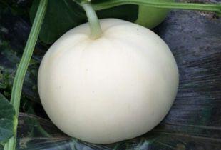 吃梨瓜会不会变胖呀视频,吃梨瓜真的会导致体重增加吗？揭秘真相