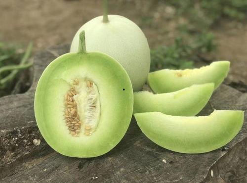 胶东玉瓜怎么吃最好吃视频,胶东玉瓜美味食法大揭秘