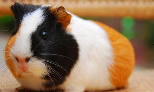 荷兰豚鼠吃瓜视频,萌态十足引网友热议