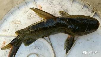 哪个鱼吃小瓜虫最好吃视频,哪种鱼类最擅长消灭小瓜虫？