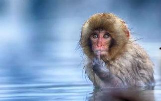 吃瓜搞笑视频大嘴猴,笑料横生视频来袭！