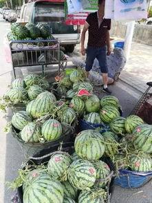 云南公园吃瓜事件视频,一场引发热议的网络视频风波