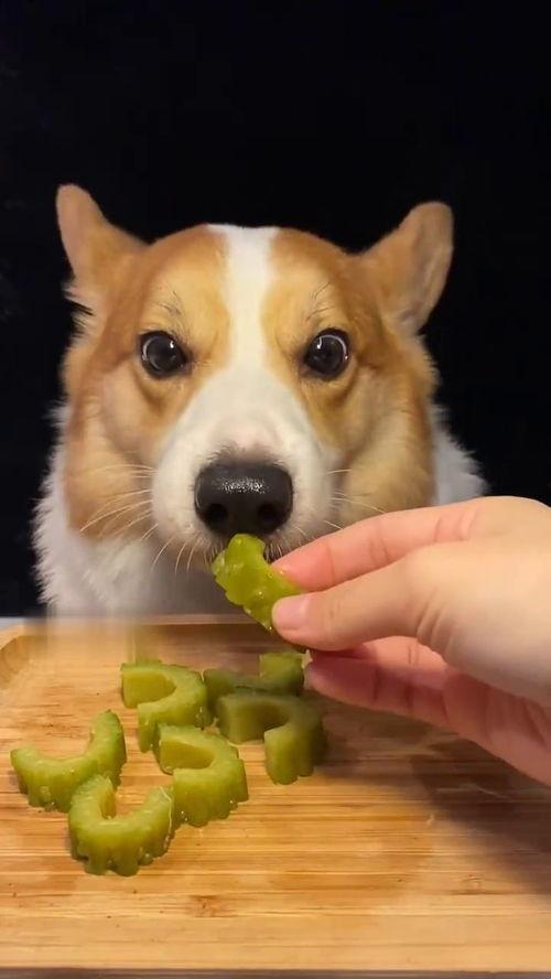 网红吃瓜狗子视频大全