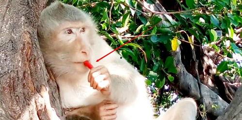 姑娘吃瓜变猴子视频大全,揭秘姑娘神奇变身视频大全