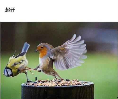 幸福鸟吃瓜事件视频在线观看,网络热议背后的真相揭秘