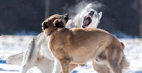 恶犬吃瓜视频全集,揭秘视频背后的惊人真相与争议