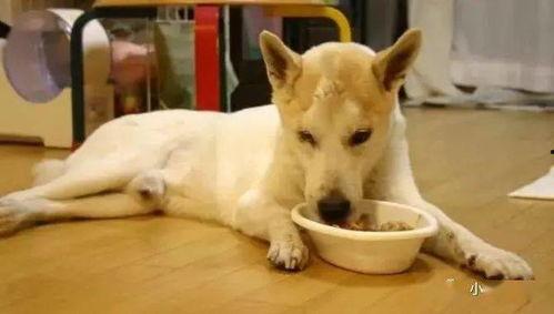 狗狗吃瓜放屁怎么回事视频,视频揭示惊人真相