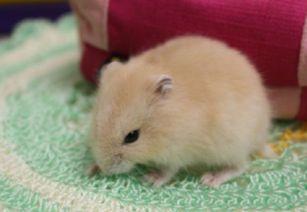 仓鼠吃不吃白瓜粉呢视频,仓鼠对白瓜粉的喜好揭秘