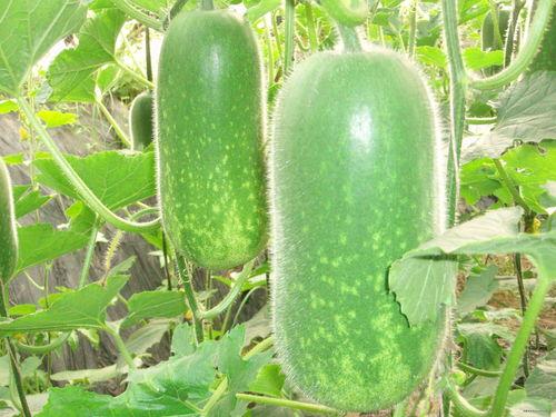 立夏吃瓜视频大全,盘点热门吃瓜视频大全