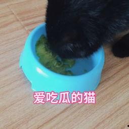 上海猫咪吃瓜视频,萌态十足，网友直呼可爱爆表！