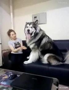 老外吃瓜喂狗面包视频,趣味互动引网友热议