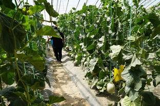 一个视频吃阿富汗的瓜,探寻神秘国度的美味传奇