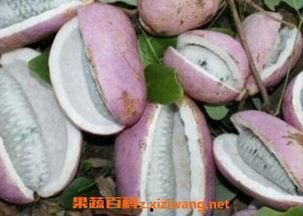 新娘子吃八月瓜好吗视频,新娘子揭秘传统美食的甜蜜滋味