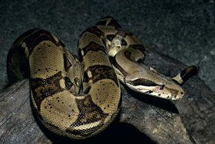 尼加拉瓜吃蟒蛇视频,挑战极限的蟒蛇盛宴