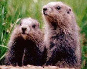 山东老鼠吃瓜新闻视频下载,老鼠成群结队“吃瓜”盛况引关注