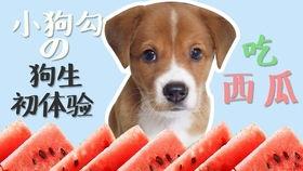 小狗吃瓜视频
