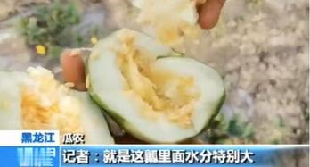 临沂大型吃瓜视频,全民围观，笑料百出
